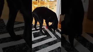 Puppy's genius kong technique...