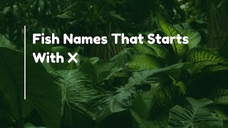 Fish Names That Starts With X