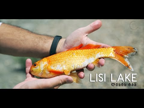 ოქროს თევზი • ლისის ტბა