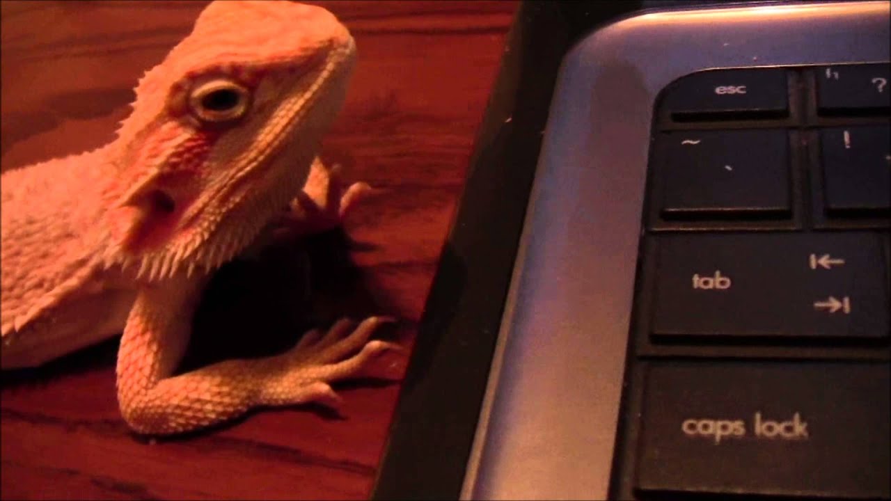 Harlem Shake (Bearded Dragon Edition) [HD]