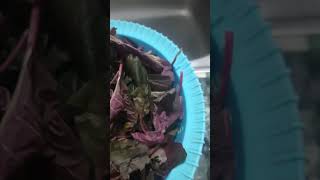 Don't Eat Red Leaf vegetable during the rainy season!