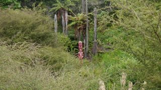 Маори - аборигены Новой Зеландии. | Maori - New Zealand natives.