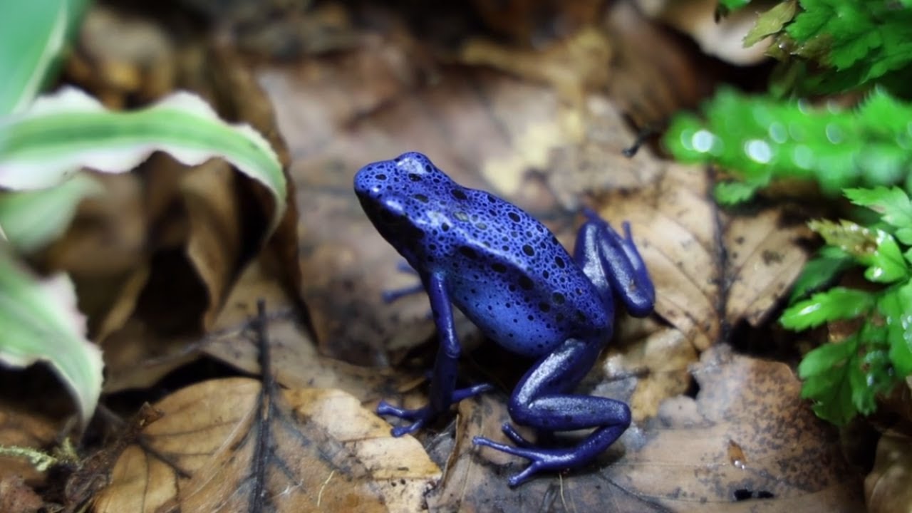 POISON DART FROGS exploring their new home YouTube