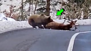 OSO ATACA A VENADO EN CARRETERA | Peleas de animales captadas en cámara by TOP MAS 1,646 views 1 month ago 9 minutes, 36 seconds