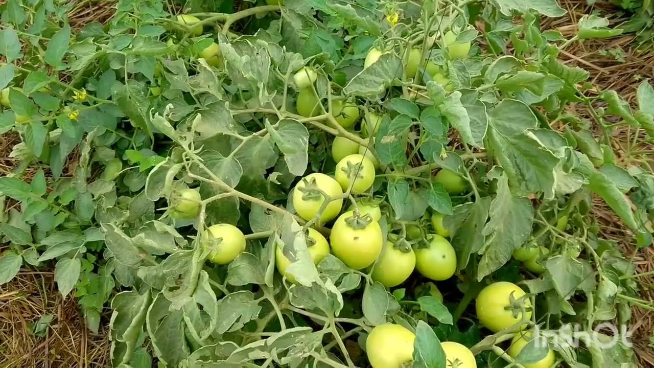 ukowategura ubuhinzi bwinyanya