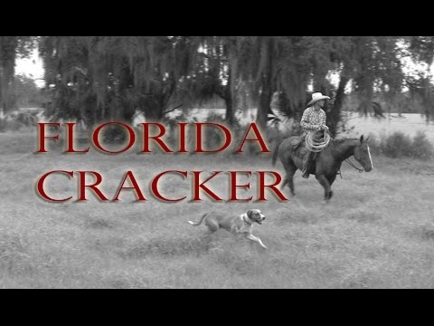 Video: Florida Cracker -hevosrotu Hypoallergeeninen, Terveys- Ja Elinikäinen