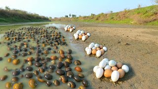 Amazing ! Collect more snails and eggs in the lake near the road