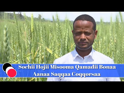 Godina Jimmaa Aanaa Saqqaa Coqqorsaatti Hojii Misooma Qamadii Bonaa Bara 2016