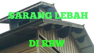 FENOMENA LEBAH BERSARANG DI RBW, APA YG TERJADI ?