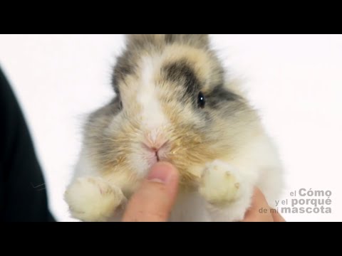 Video: Infezione Batterica Respiratoria Nei Conigli