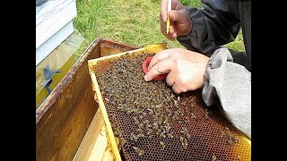 Отводки пчел весной Парадоксы на пасеке Отводки пчел весной Парадоксы на пасеке