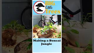 Making a Bonsai Jungle - TIMELAPSE Shorts bonsai