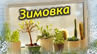 Зимовка комнатных растений! Период покоя! Как должны зимовать растения в квартире.