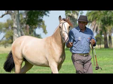 Lote 09 - Basca Jurema