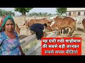 राजस्थान की बुजुर्ग महिला से जानो राठी गाय कैसे रखते है। True details of RATHI Cow