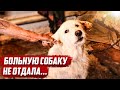 План не сработал Слабонервным не смотреть | Оренбургская обл, Бугурусланский р/н д.Алга