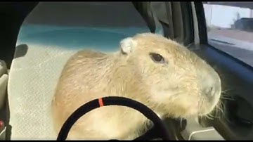 The Capybara Song – Full Music Video