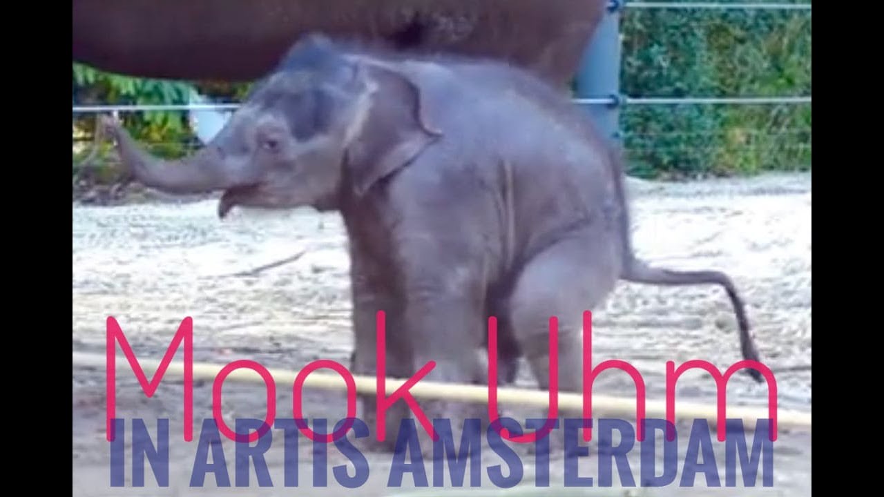 Mook Uhm Artis, the elephant baby from Amsterdam is having a poo . . .