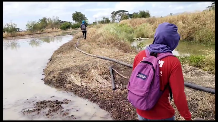 JUMBO COBRA, MUNTIK NANG MAKAPATAY NG FARMER. LEX ...