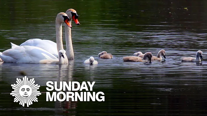 Nature: Mute swans - DayDayNews