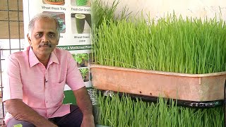 ரத்தத்தில் Hemoglobin அளவை கூட்ட உதவும் கோதுமை புல்..| Chennai Wheat Grass | Malarum Bhoomi