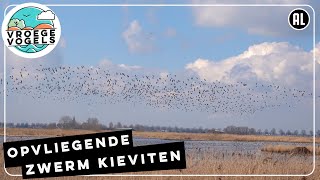 Complexe dans van een zwerm kieviten | Zelf Geschoten | Vroege Vogels