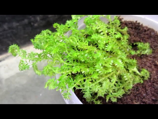 Keep Your Club Moss Alive: Light, Water & Care Instructions