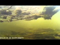 Подводная охоты. Река Ухта , Коми.