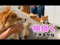 柴犬同士また仲良くできるかな