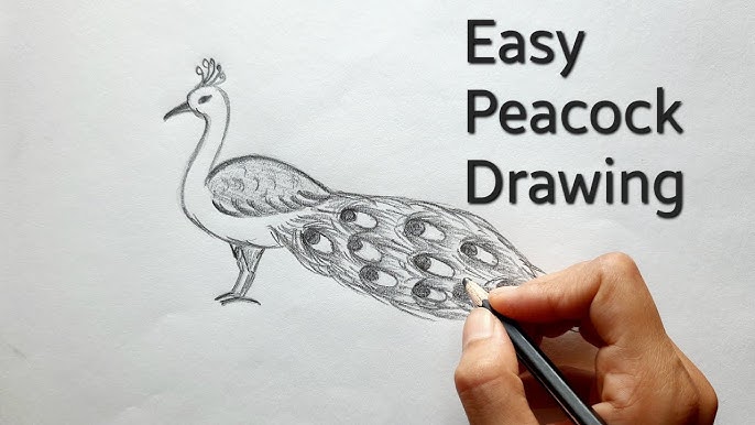 14+ Canadian Goose Drawing