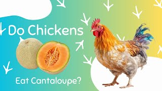 Can Chicken Eat Cantaloupe? Is it good?