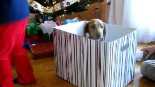 Giving a Dog as a Christmas Gift: A Christmas Surprise!