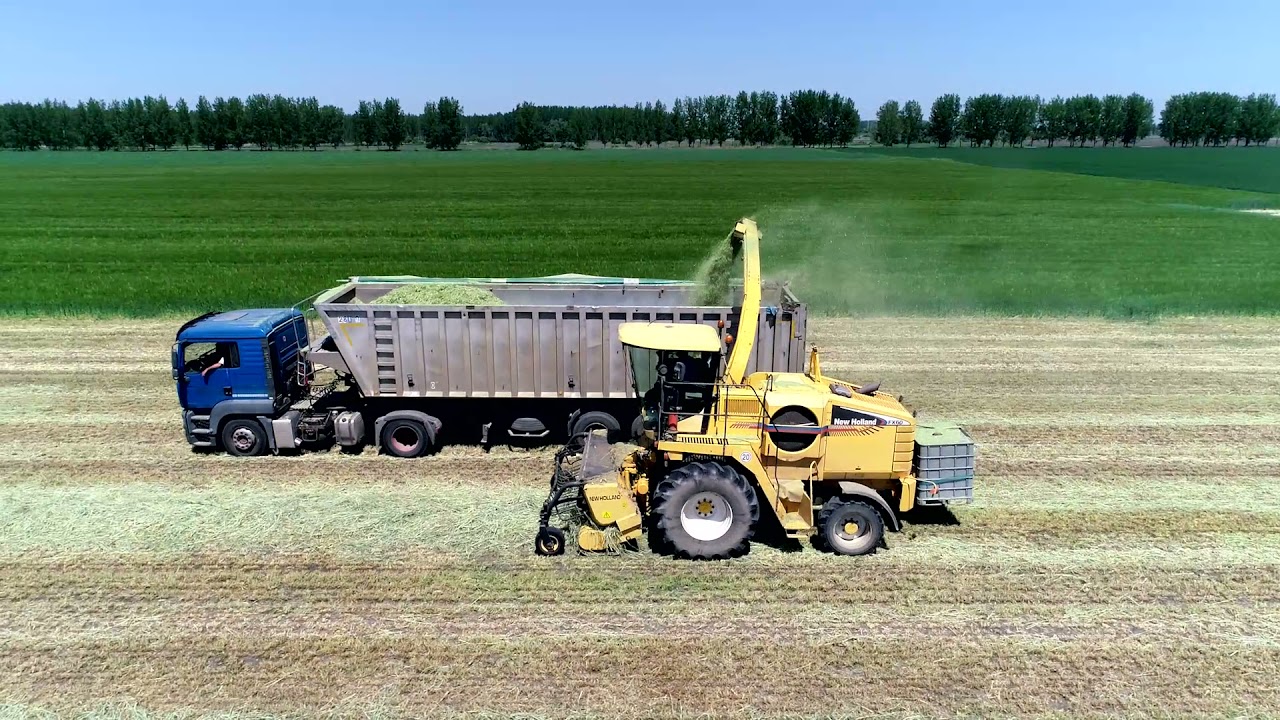 Silaža raži sa primenom inokulanta 11GFT