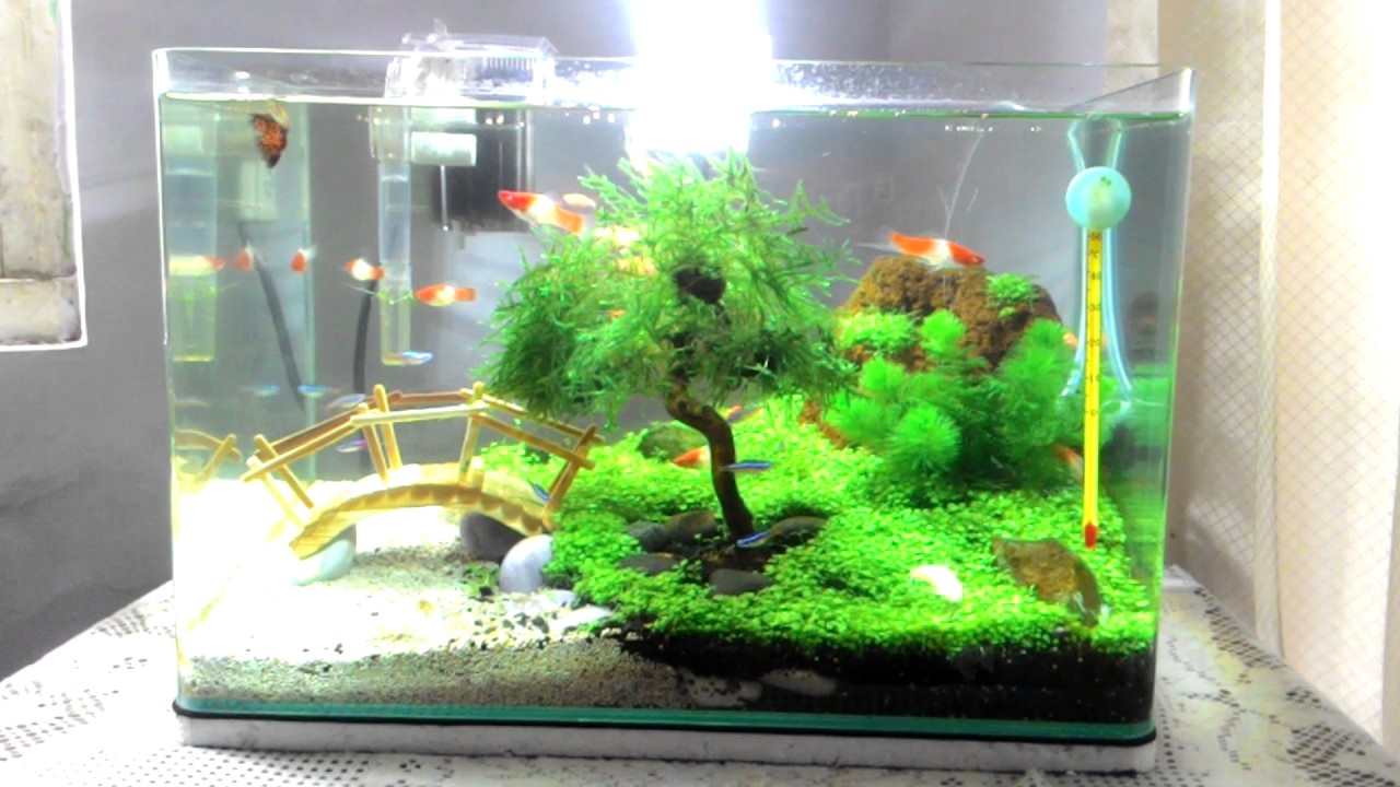  Aquascape  Minimalis 2 Youtube