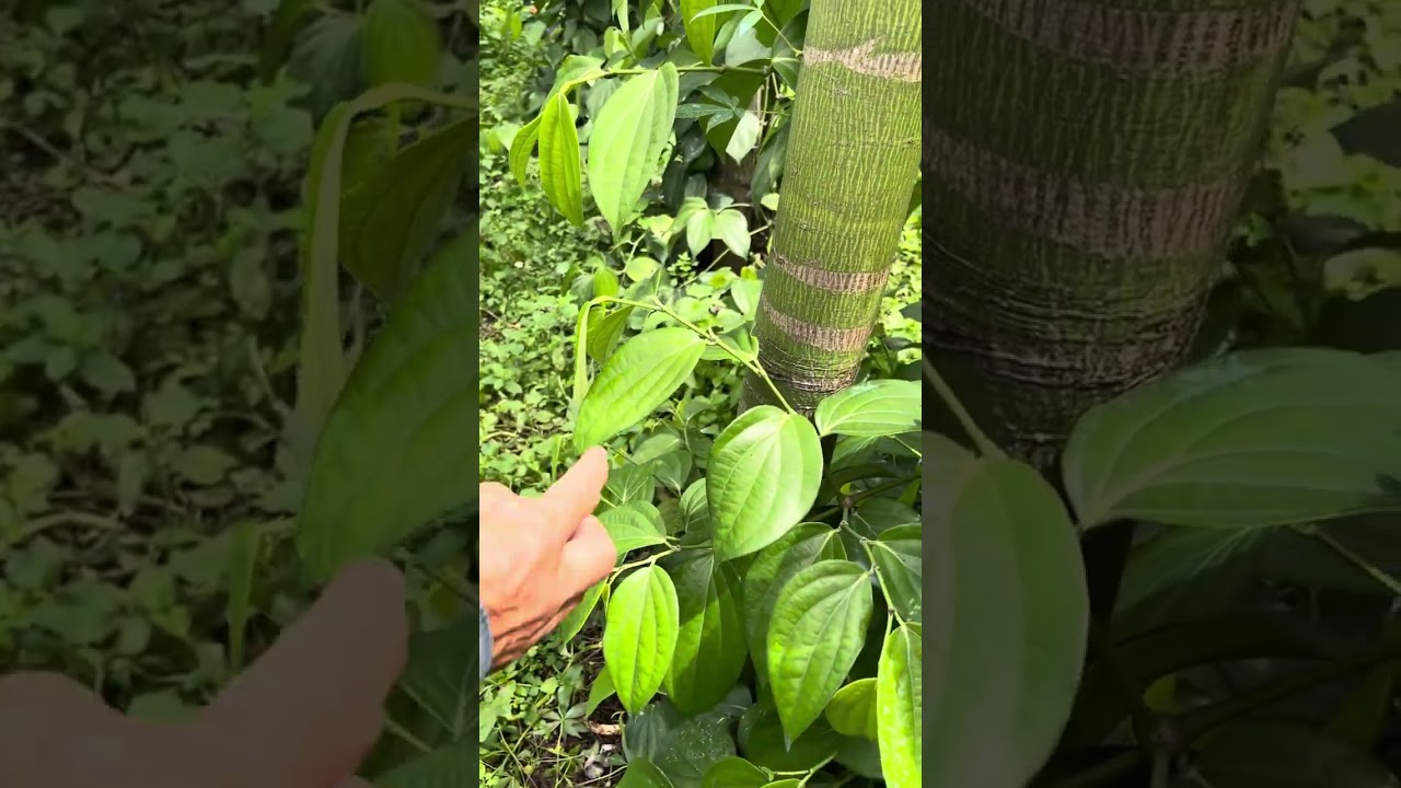 ngày 4 tháng 10, 2025