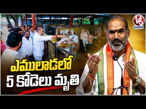 Government Whip Aadi Srinivas Visits Tippapuram Goshalа | V6 News - V6NEWSTELUGU