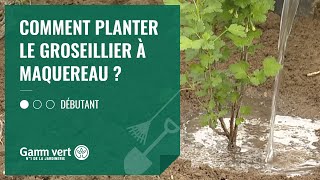 [TUTO] Comment planter le groseillier à maquereau ? - Jardinerie Gamm vert