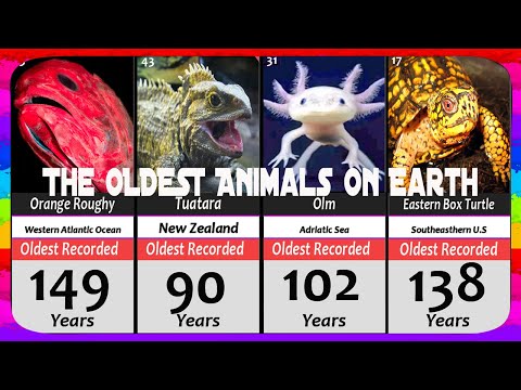 NEJSTARŠÍ zvířata na Zemi 🦯🐢 | Porovnání délky života zvířat