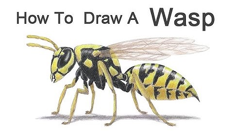 How to Draw a Wasp