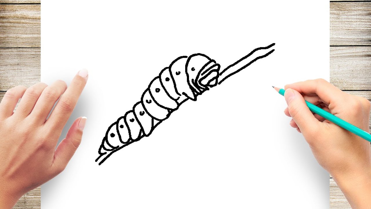 How to Draw a cartoon Caterpillar  how to draw  findpeacom