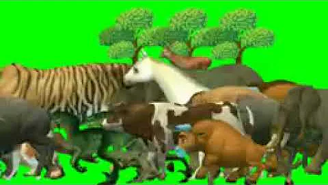 Animal running green screen |stampedegreen screen |forest green screen |animals stampede #animals