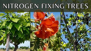 14 types of nitrogen fixing trees you can plant to improve your soil