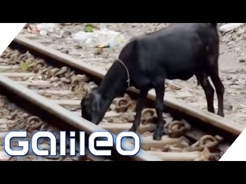 Video: Wie man mit dem Nahverkehrszug von Mumbai fährt