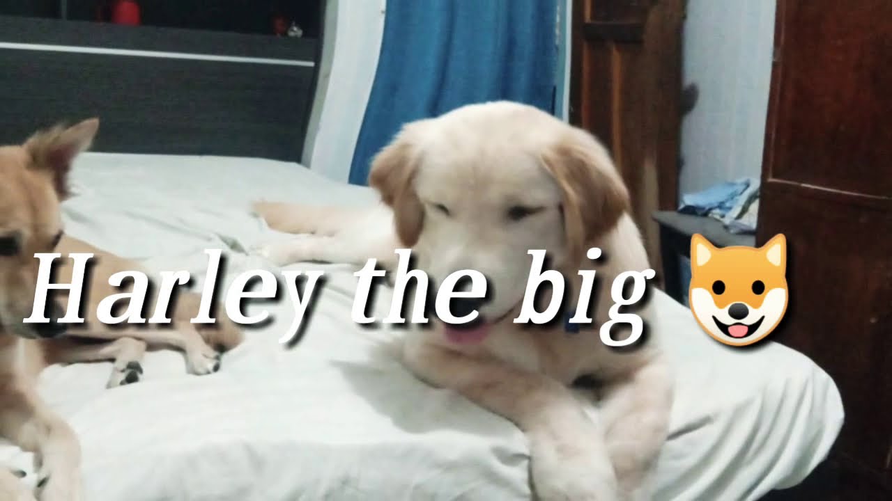 golden retriever YouTube