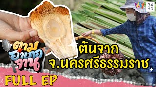 ต้นจาก พืชมากประโยชน์ จ.นครศรีธรรมราช | ตามอำเภอจาน | 16 ต.ค.64 Full EP