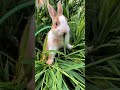 Tiny hops, big cuteness 🐰 #CuteRabbit #BunnyLove #Fluffy