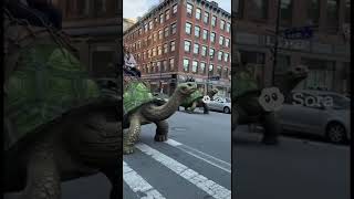 2050 Just Tortoise Rides 🤣 #funnyshorts