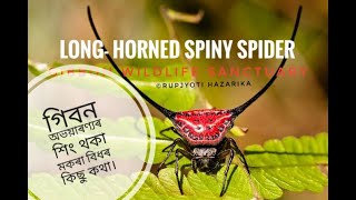 || Long Horned Spiny Spider 2020||G.W.S. ,Jorhat Assam||