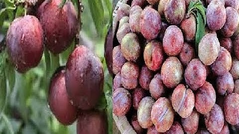 CÔNG DỤNG CỦA QUẢ MẬN MIỀN BẮC CỰC NGON CỰC TỐT