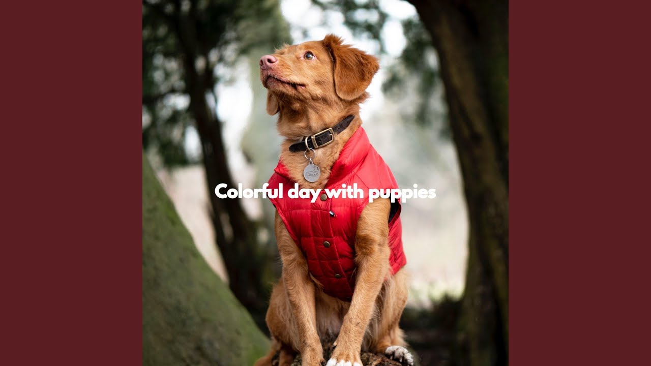 Acoustic and Electric Piano Jazz Duo Soundtrack for Laid Back Pup YouTube